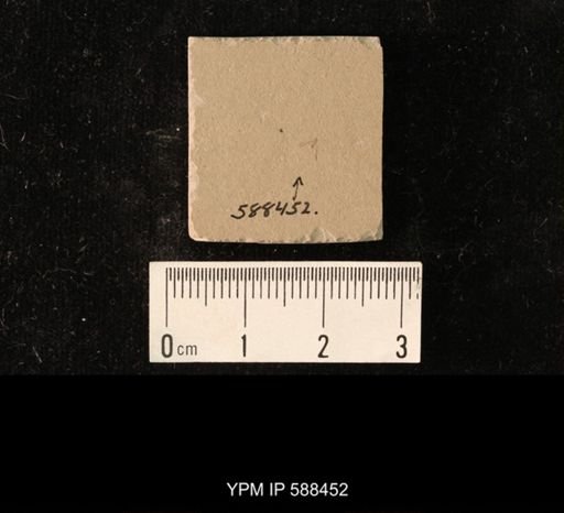 undet. Psocodea