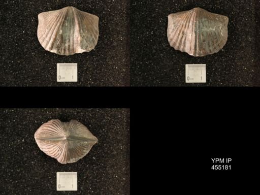 Platystrophia ponderosa var.