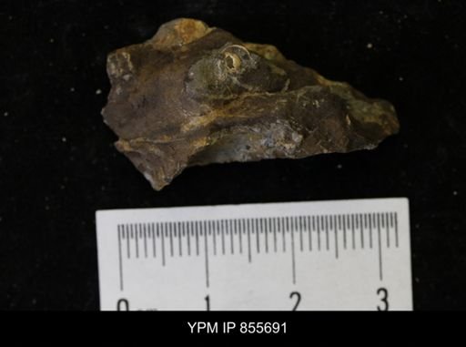 undet. Teredinidae