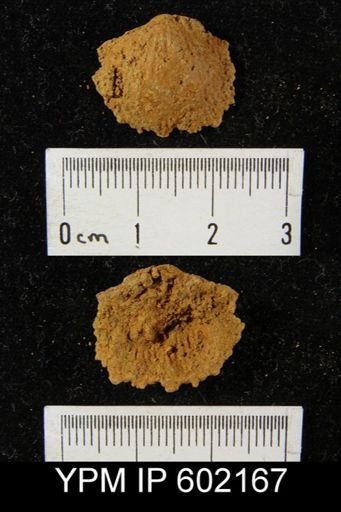 Atrypa reticularis