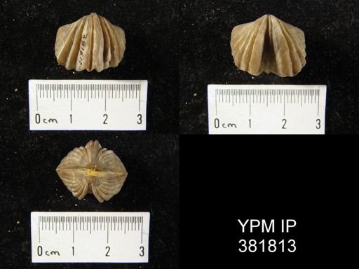 Platystrophia biforata
