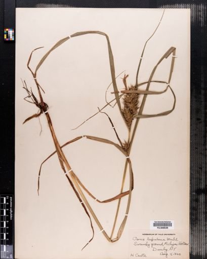 Carex lupulina