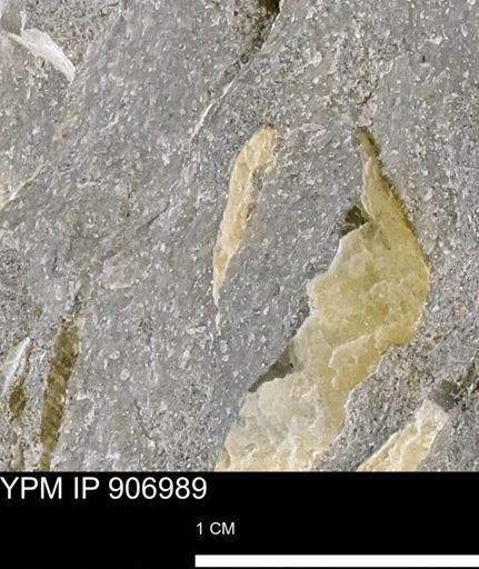 Pseudoptera sp.