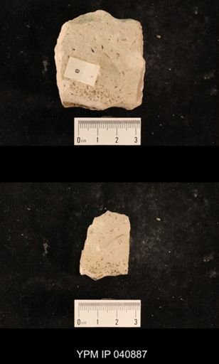 Liomopteridae