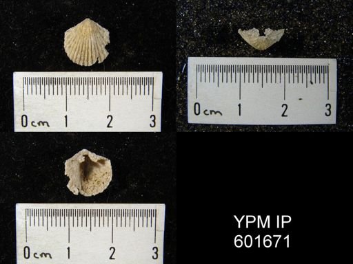 Hesperorthis sp.