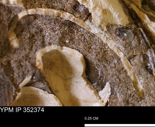 undet. Bivalvia