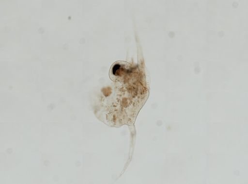 Brachyura