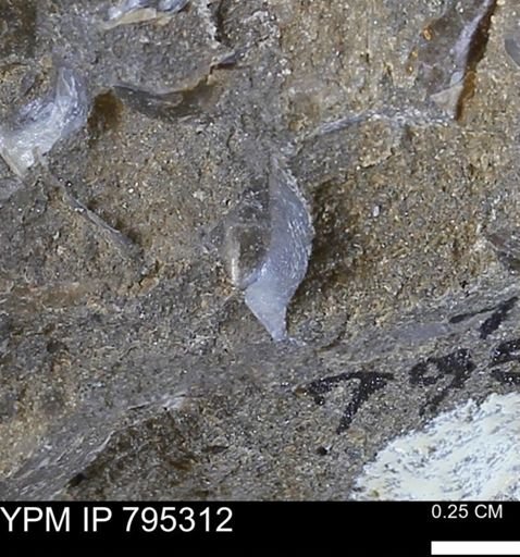undet. Bivalvia