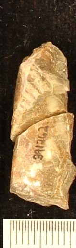 Baculites