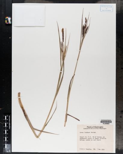 Carex lyngbyei