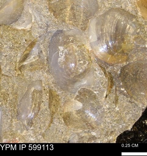 undet. Bryozoa
