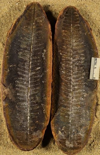 Pecopteris