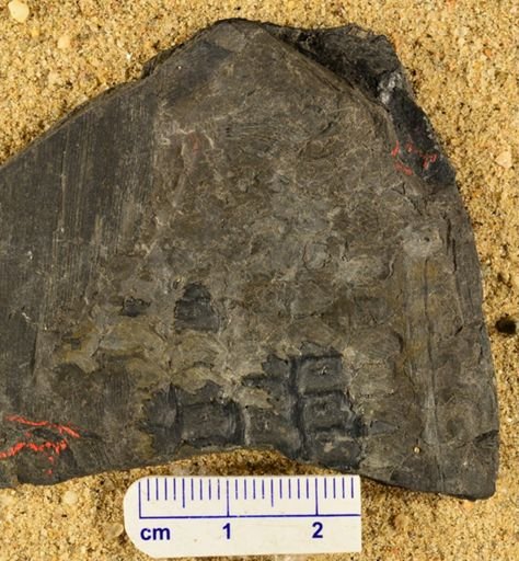 Sigillaria hexagona