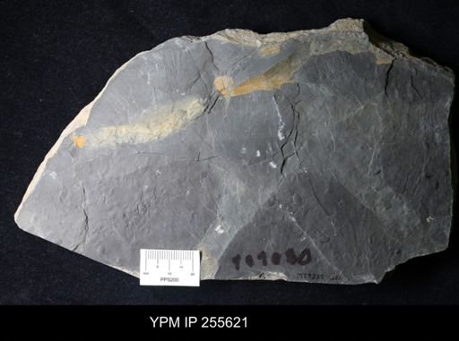 Ostracoda