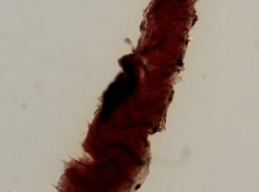 Mycale sp.
