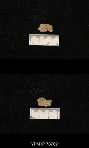undet. Brachiopoda