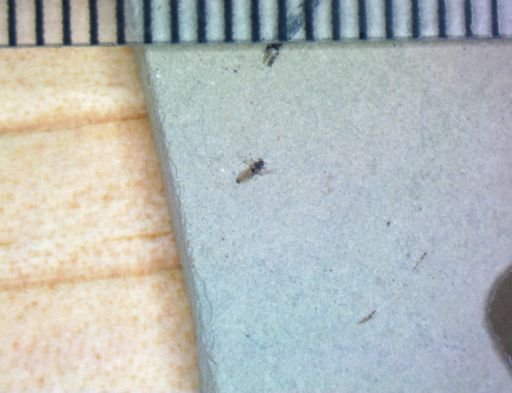 undet. Hexapoda