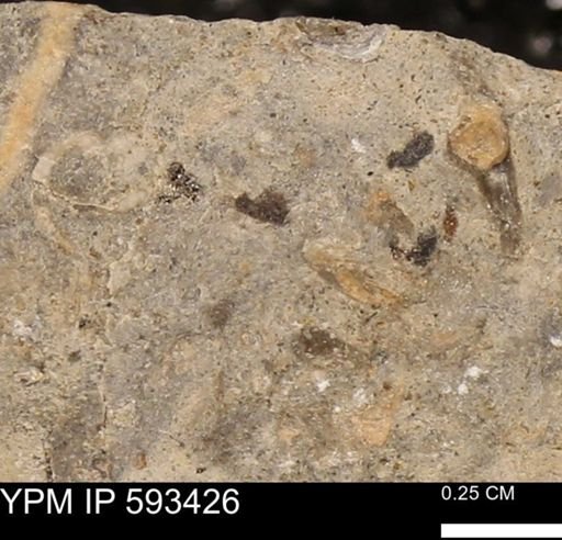 taxon undetermined