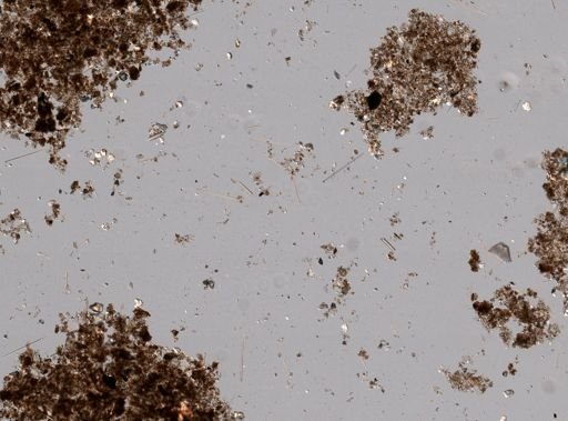 Pione vastifica