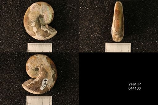 Hoploscaphites nicolletii