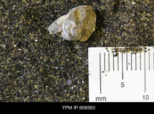 Protocardia sp.