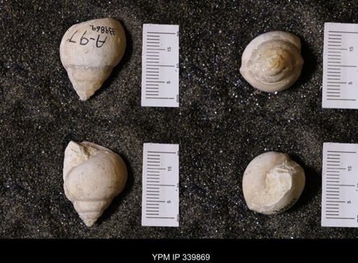 Vanikoropsis sp.