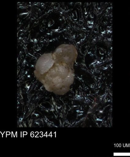 undet. Foraminiferida