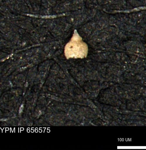 Clathrocyclas (Clathrocyclas) irrasa