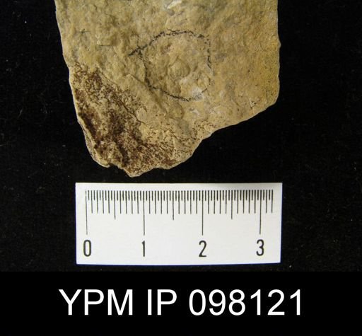 Anoplotheca saffordi