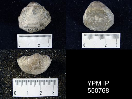 Linoproductus
