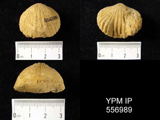 Eatonia medialis