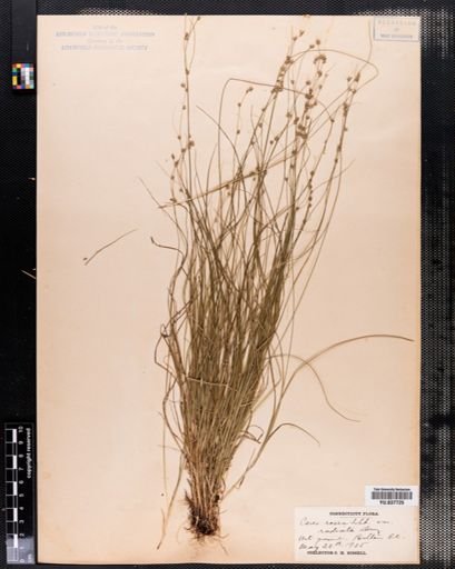 Carex rosea