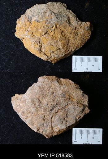 undet. Echinodermata