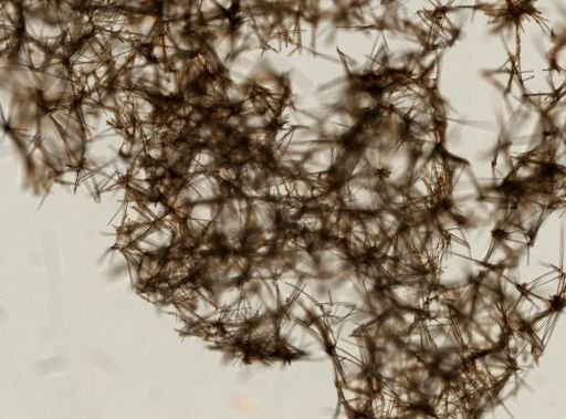 Haliclona (Reniera)