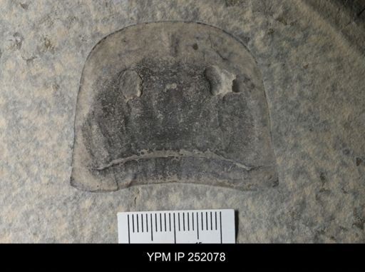 Eurypterus sp.