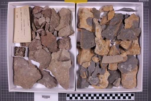 mixed taxa, stratigraphic collection