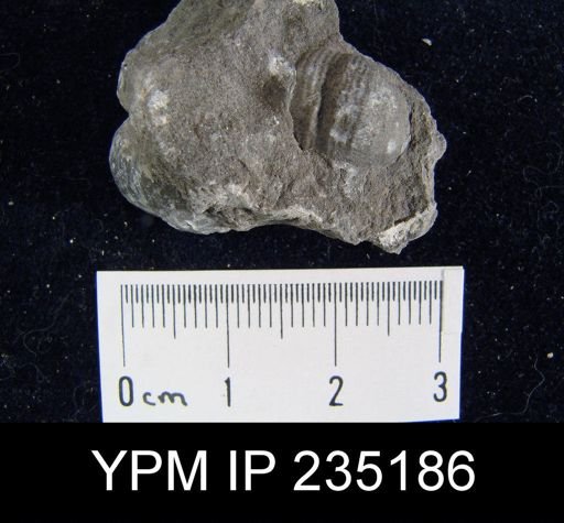 Marginifera hystricula
