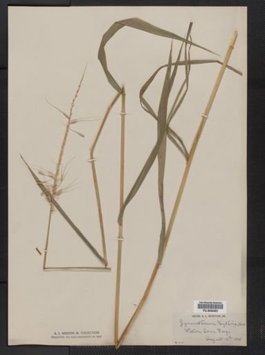 Hordeum patulum
