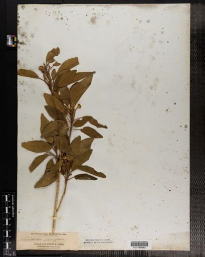 Plantae
