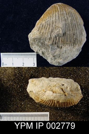 Vandercammenina trigeri