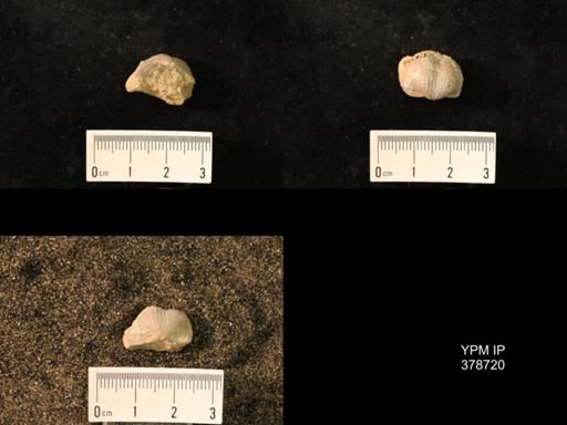Marginifera wabashensis