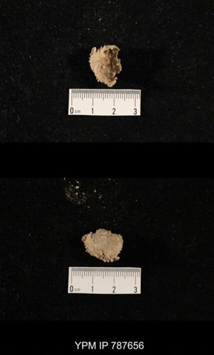 undet. Brachiopoda