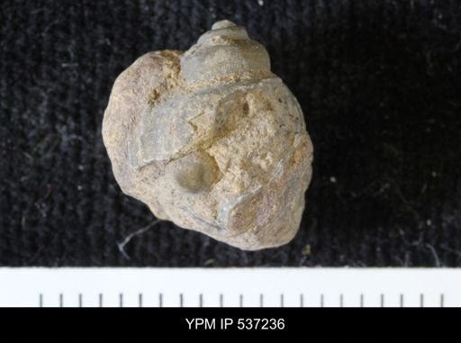 Viviparus montanaensis