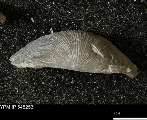 Stropheodonta callawayensis