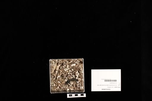 Corucia zebrata