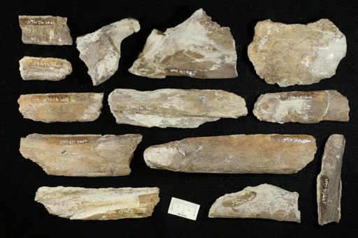 undet. Ichthyodectidae