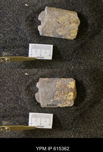 Baculites sp.