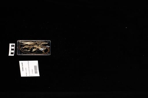 Trachylepis cf. perrotetii