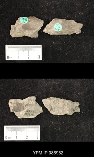 undet. Nautiloidea