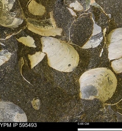 Protocardia sp.